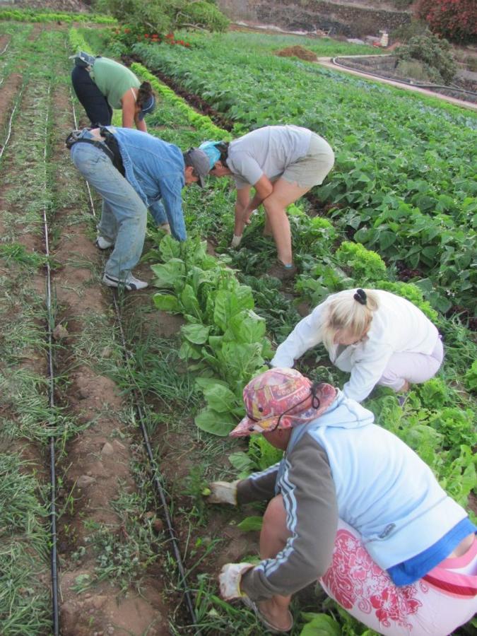 Casa Rural Finca Las Dulces Chío المظهر الخارجي الصورة