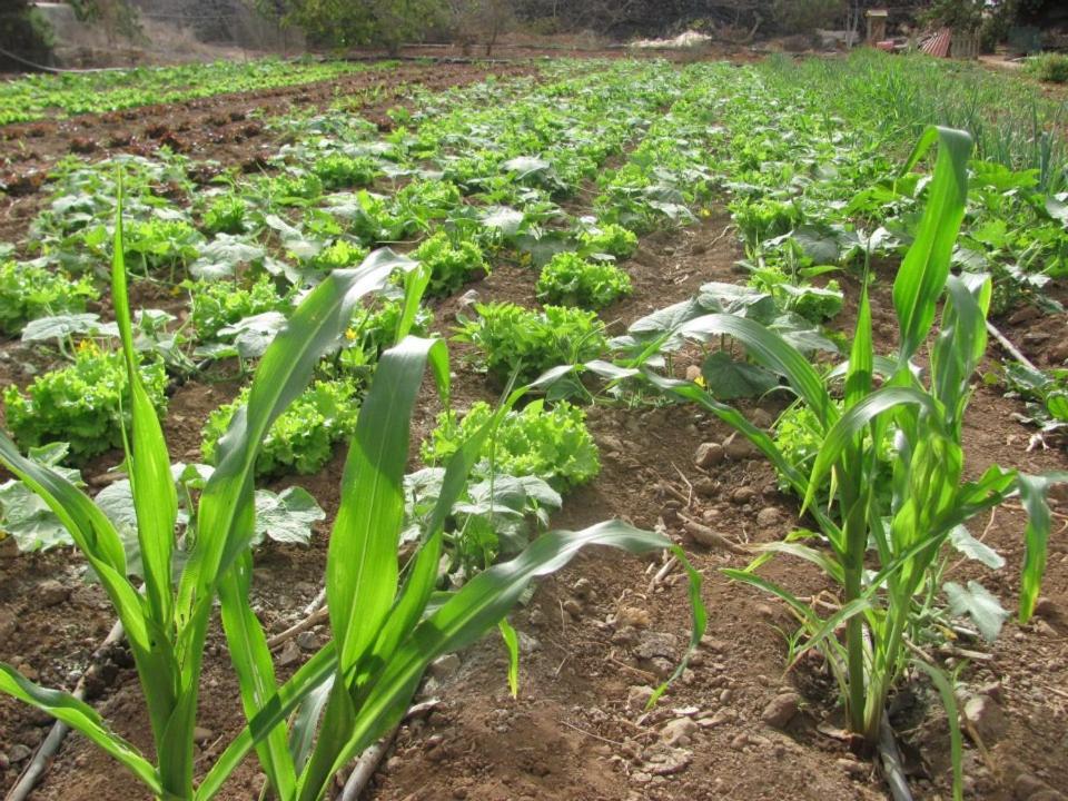Casa Rural Finca Las Dulces Chío المظهر الخارجي الصورة
