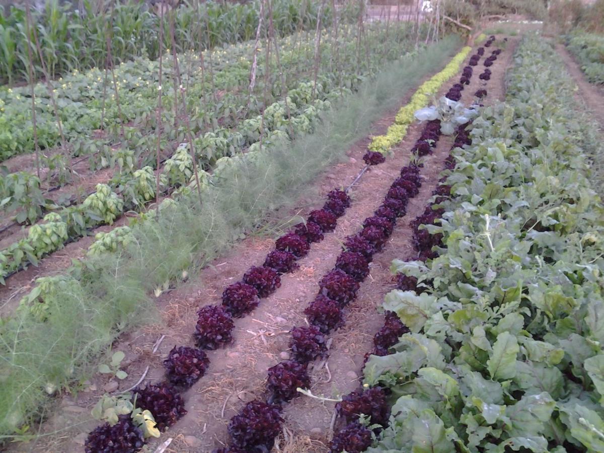Casa Rural Finca Las Dulces Chío المظهر الخارجي الصورة